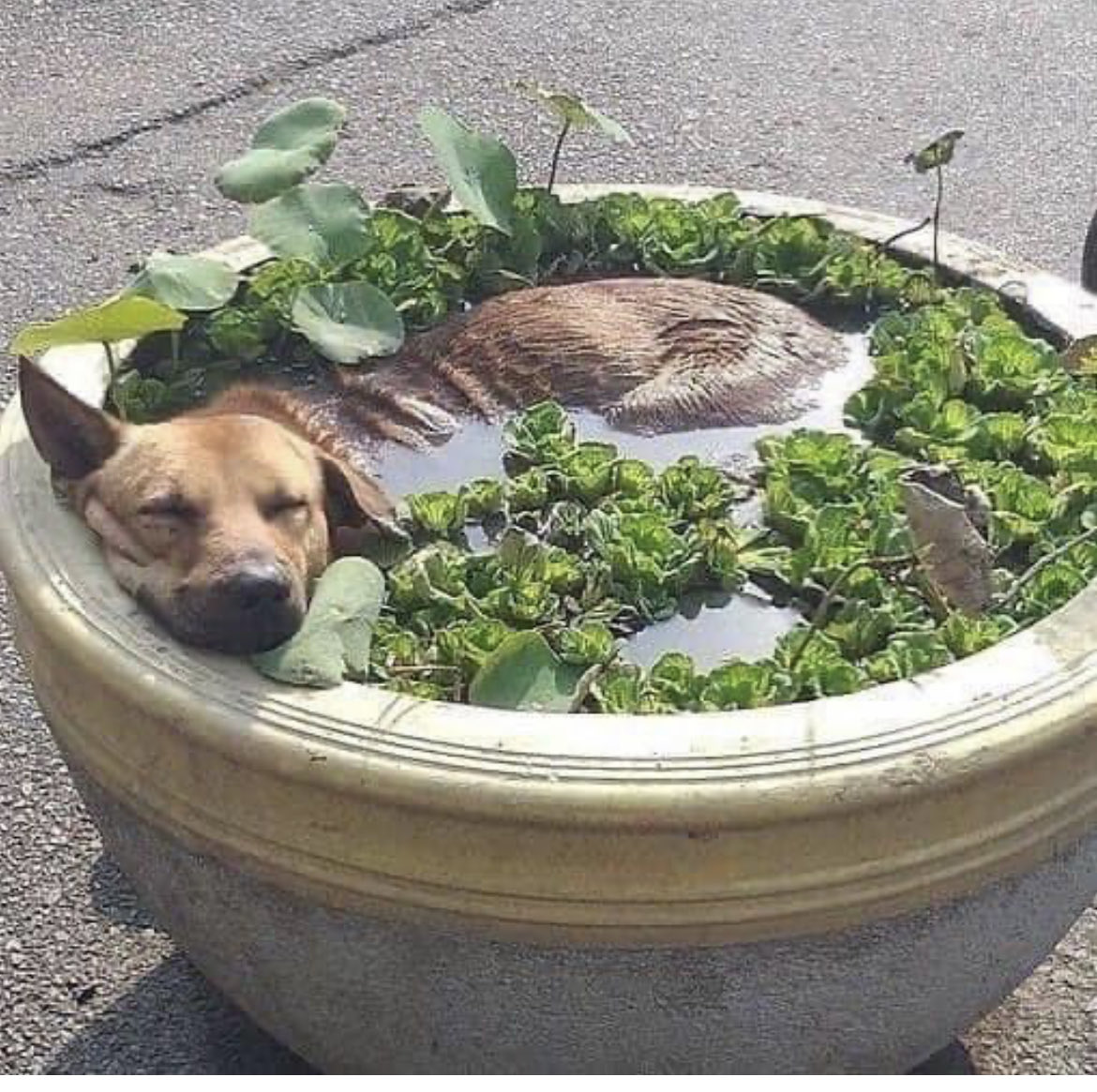 It’s another hot day for dogs ! #sunshine #heatwave #gardening #pondlife #gardenersworld