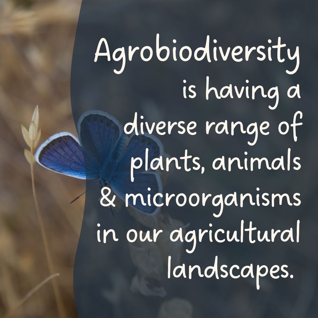 DIVINFOOD's tweet photo. We are working towards increasing the value of Neglected Under-utilised Crops (NUCs) so they’re grown and used more. This will help farmers to achieve and maintain agrobiodiversity - and all the benefits that come with it! 📈
#divinfood #agrobiodiversity #UnderutilisedCrops https://t.co/sKJmkWSac2