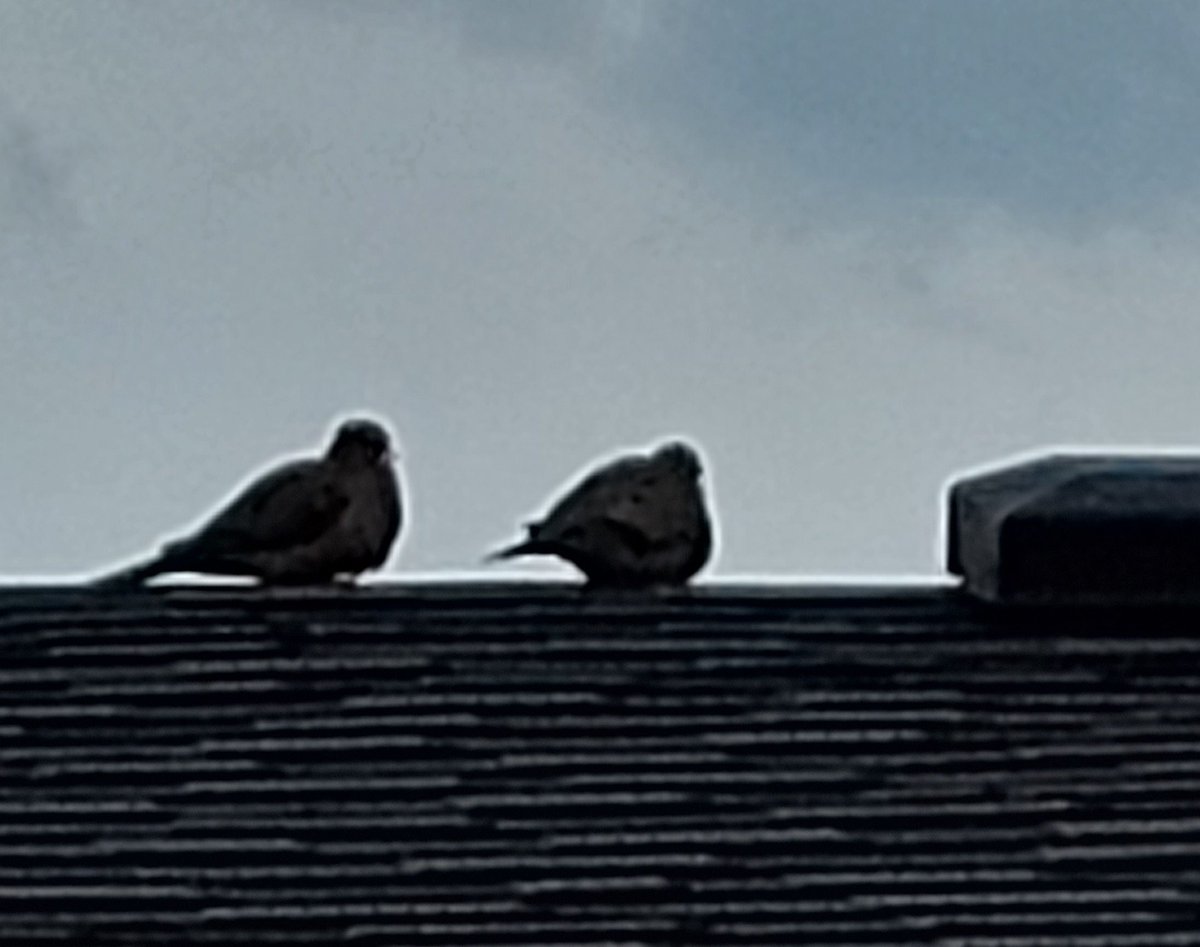The doves on my roof .