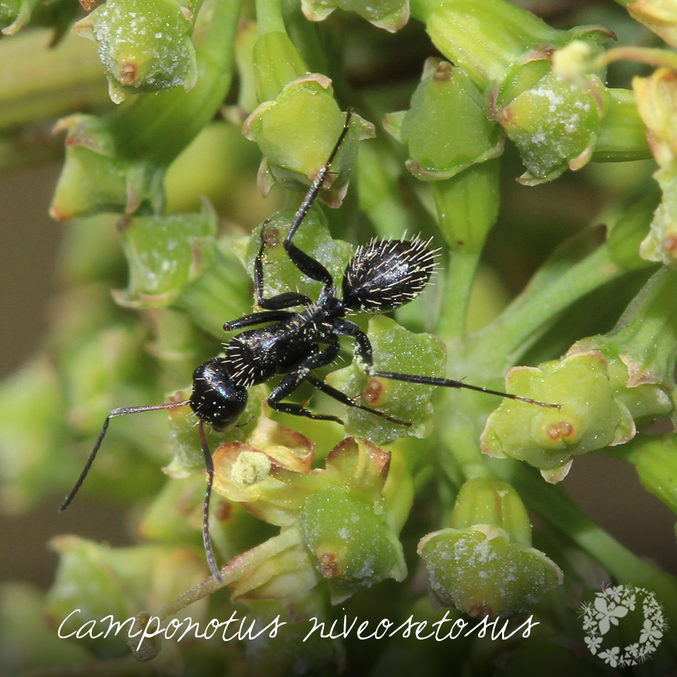 Renosterveld's tweet photo. Get to know the animals of the #Formicidae family – ants! They're often overlooked, but in reality #ants are a keystone species that make up 15-20% of all terrestrial biomass. Read more about what makes these critters so special: https://t.co/ZIOAlrqxMi
#ORCT #Conservation https://t.co/rvDHVbRPOY