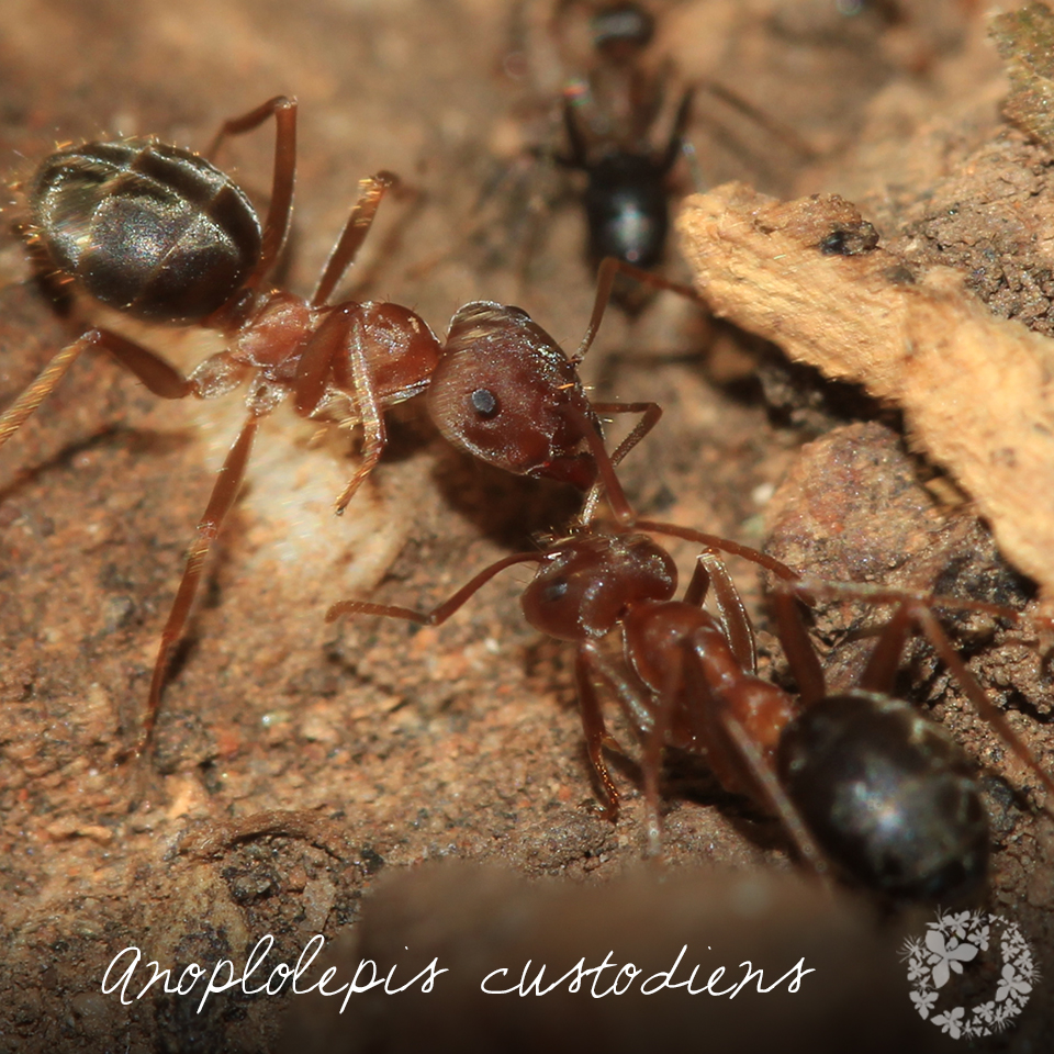 Renosterveld's tweet photo. Get to know the animals of the #Formicidae family – ants! They're often overlooked, but in reality #ants are a keystone species that make up 15-20% of all terrestrial biomass. Read more about what makes these critters so special: https://t.co/ZIOAlrqxMi
#ORCT #Conservation https://t.co/rvDHVbRPOY