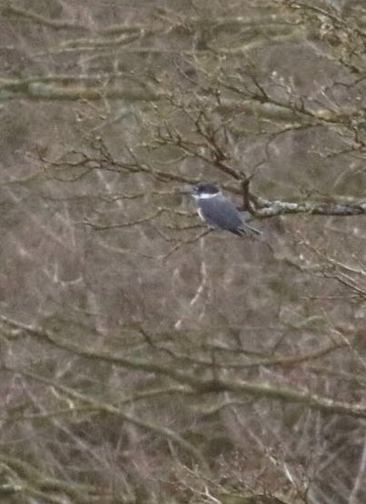 Briansbirding's tweet photo. Four of this years new birds (new to me anyway) 😊 https://t.co/TyaM6okrx0