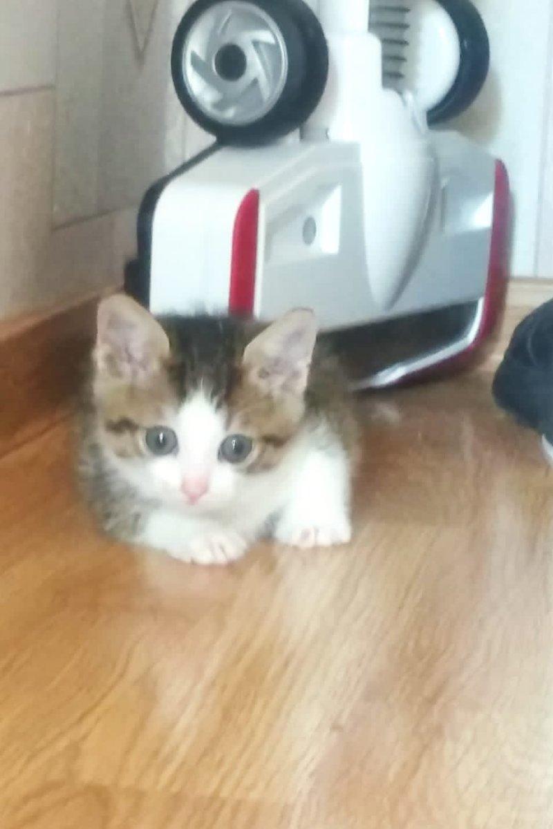 Вот такого котика отдают наши дружественные волонтеры. Найден на трассе, выхожен заботливыми руками, прививок нет, но готовы сделать или оплатить. Игрив и забавен, но у спасителей аллергия, не могут оставить себе. Москва. Хозяин, найдись!