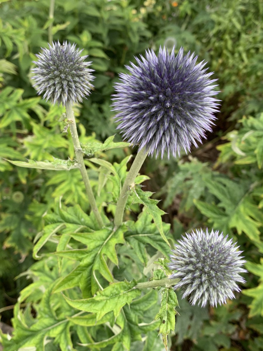 Plantoftheday1's tweet photo. Love these globes https://t.co/adz7fproYr