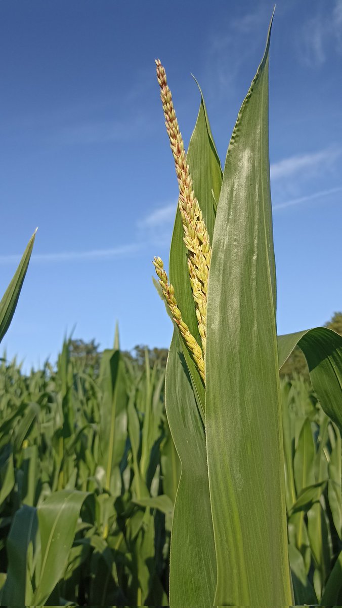 Ju_450's tweet photo. Beau maïs deviendra bon maïs pour nourrir nos louloutes ? 🤞🐮🌽 https://t.co/9kM0MEZOTn