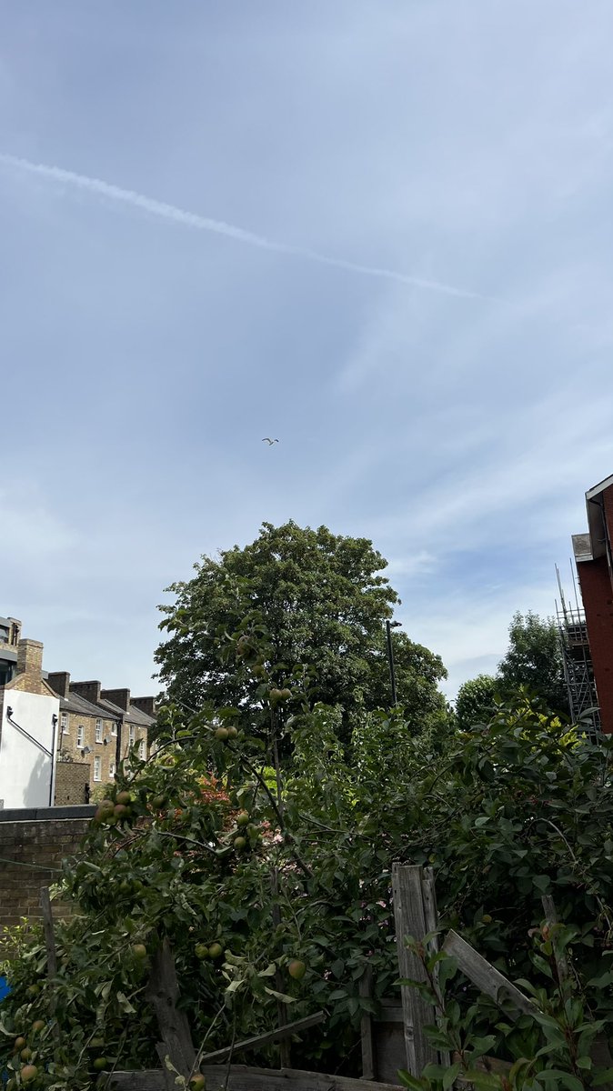 Another beautiful tree providing much needed shade being completely removed by <a href="/lb_southwark/">Southwark Council</a>   - 4th one on this road and isn’t closer to any houses than others. Will there be any left?