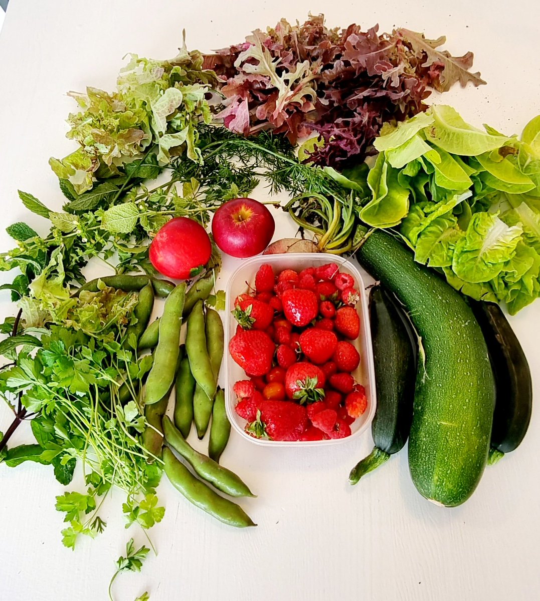 Here's this morning's bounty from the Sheppard's allotment.

Broad bean, mint, coriander and green leaf salad with a fresh herb oil.

Griddled courgette, vine tomato amd yellow pepper on toasted sourdough.

Yum!