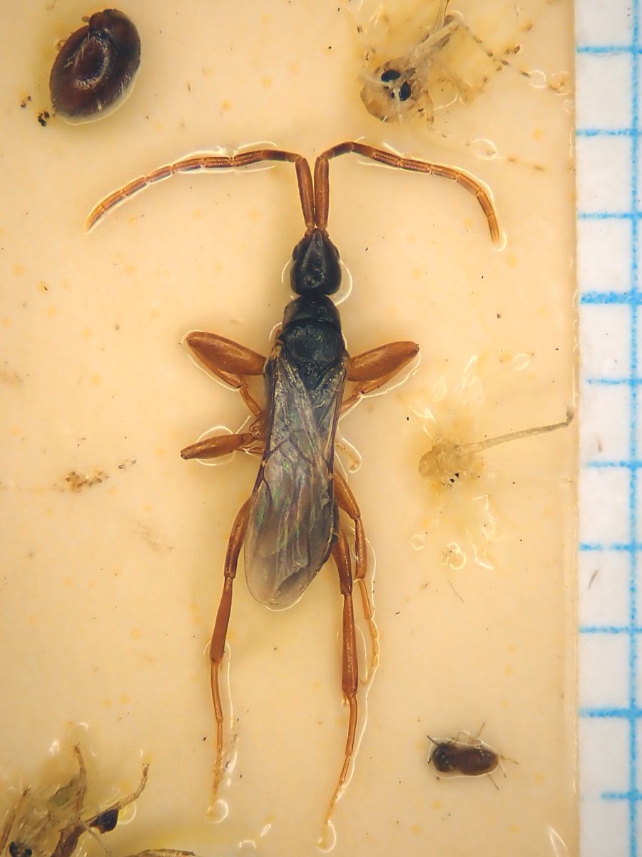 Tweets With Replies By 𝐘𝐮 𝐇𝐈𝐒𝐀𝐒𝐔𝐄 Antparasitoid Twitter