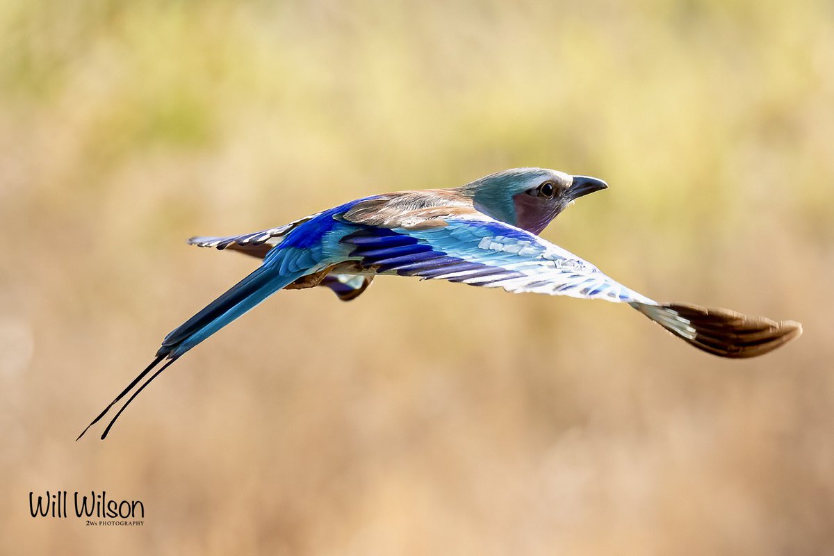 2wsphotography's tweet photo. A Lilac-breasted Roller looking awesome in the early morning sun @AkageraPark in #Rwanda #RwOT #RwandaBirds #BirdsSeenIn2022 #birdwatching #TwitterNatureCommunity #BBCWildlifePOTD #ThePhotoHour @CanonUKandIE #birdphotography https://t.co/BlmksPLeKk