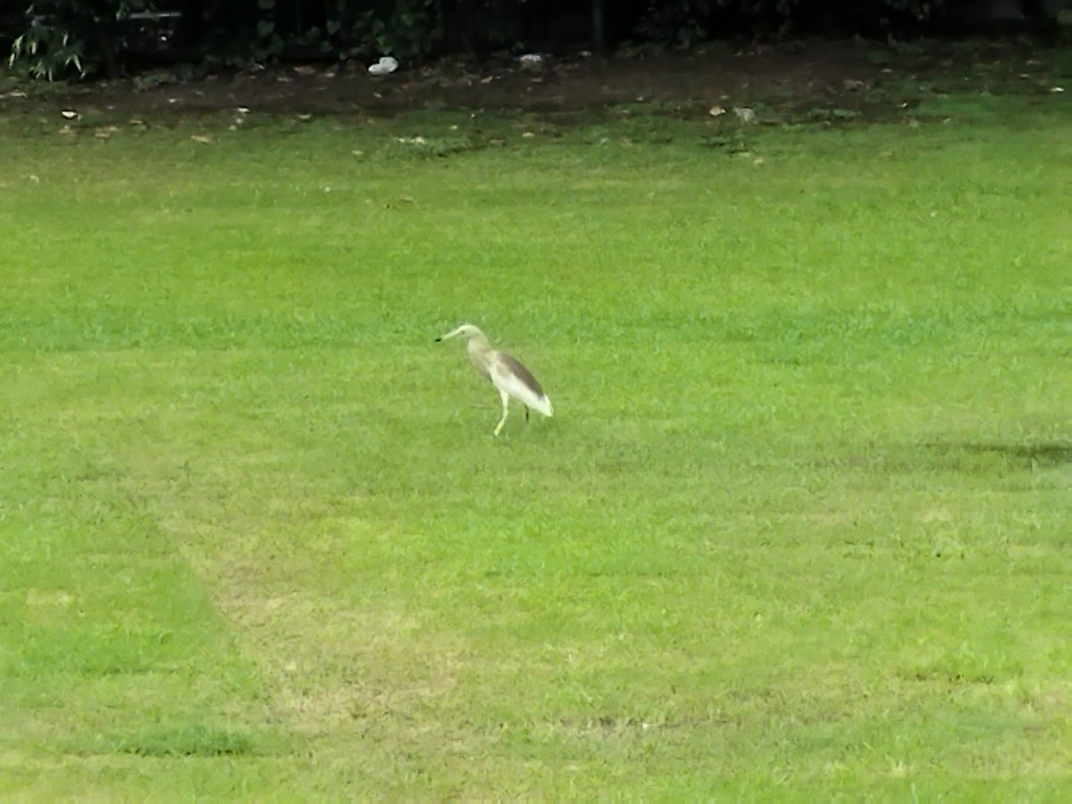 AmiyaKushwaha's tweet photo. Spotted migrating bird 'Heron' in the lawn of Supreme Court on a rainy day #heron #migratingbird #bird #supremecourt #rainyday #ReporterDiary https://t.co/HxdGtM2Zuu