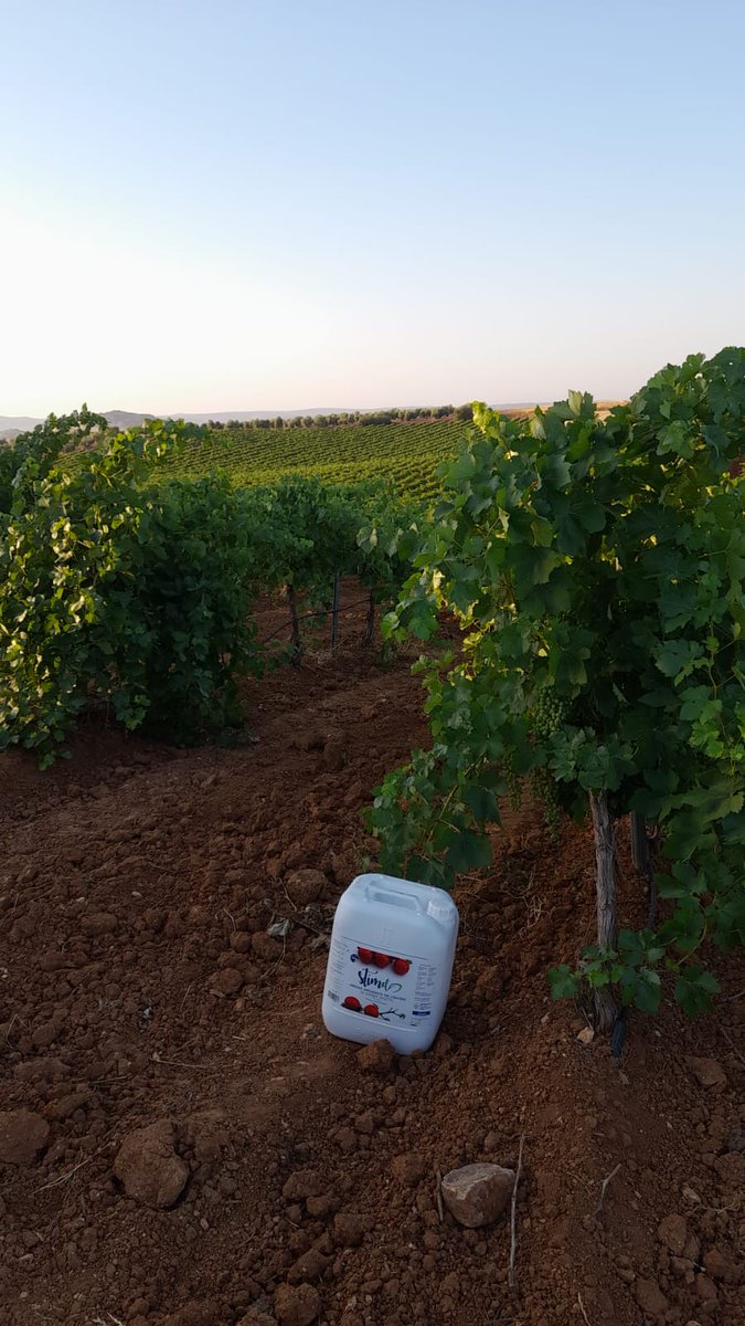 BetaliaES's tweet photo. La frondosidad que tiene este #viñedo es nada menos que gracias a nuestro #abonoorganico de #stimel. Ideal para la #viña ya que es un abono con alto contenido en extracto húmico y materia orgánica para conseguir los #cultivos más eficientes 🌱​🍇 https://t.co/zQFHXletVU