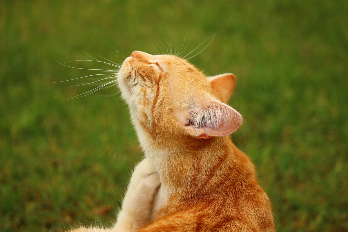 Votre chat se gratte beaucoup, se lèche excessivement ? Son poil est graisseux, sec, terne, associé à des pellicules, des plaques rouges ?
Traitez ses problèmes de peau grâce à notre aliment complémentaire Beauté du Poil VERLINA ✨🌱
➡ verlina.com/aliments-compl…