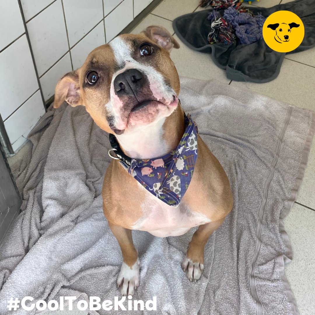DogsTrust_IE's tweet photo. Today’s #HotWeatherTip:
Giving your dog a damp cloth to lie on helps keep them cool during hotter weather. Remember to keep it topped up regularly, so it doesn’t dry out. 
#HotTipsForCoolDogs #CoolToBeKind
For more tips see: https://t.co/2eTjTSItIs https://t.co/JxoQQt2qsL