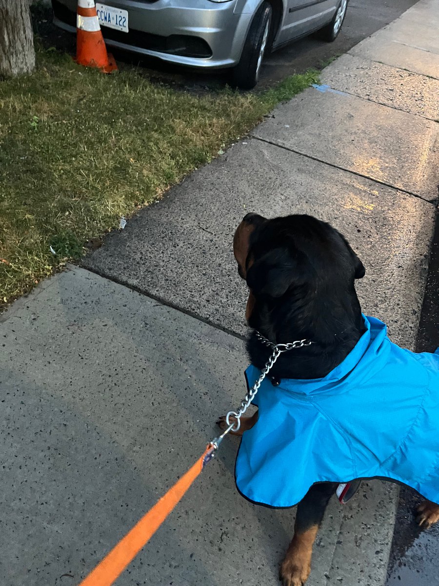 We went for a walk at dusk to beat the thunderstorm, and Teddy chased a raccoon up a tree.
