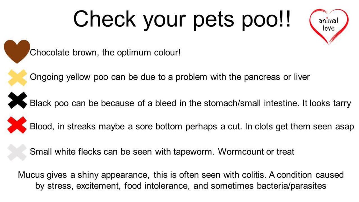 DogApplegarth's tweet photo. We learnt from the amazing Dame Deborah James to check our #poo 💩 Do you check your #dog’s #poo? 💩🐾🐕

#applegarthdogrescue #dog #dogs #doghealth #doghealthcheck #poo #checkyourdogspoo #stayhealthy #dogrescue #dogrescuers #dogrescueday #foreverhome #rescue https://t.co/4zRYuwzBhr