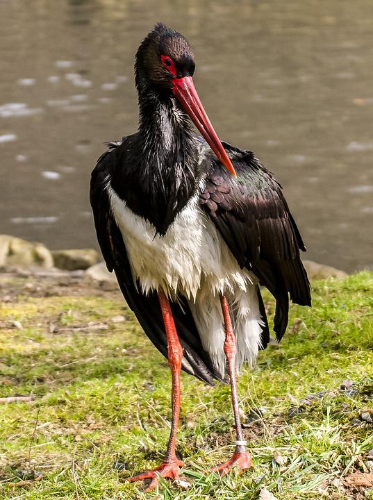 ✅Publicado el Plan de Recuperación de la Cigüeña Negra en Extremadura con el objetivo de sacarla del peligro de extinción.

🪶 El plan busca garantizar la conservación de la especie, favorecer el crecimiento de sus poblaciones y reducir los factores causantes de su regresión.