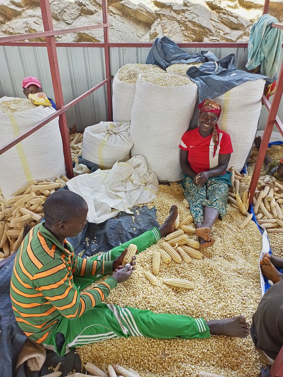 nkunamo's tweet photo. Iyo umuhinzi asaruye akanyamuneza Kaba Ari kose.
Nkunamo Abahinzi b'ibigori Bibumbiye muri Cooperative COAMANYA GISHUBI Bimeze neza.
#GishubiSector
#GisagaraDistrict
#VisitGisagara
#RwandaAgriculture https://t.co/mBzAogLiV5