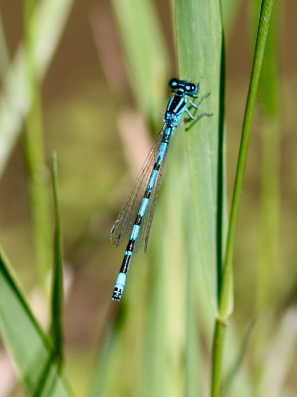 vg_cea's tweet photo. Aumenta la biodiversidad en la nueva balsa de #Basaldea creada gracias a @urbanklima2050, tres nuevas especies de odonatos en el segundo muestreo: emperatriz azul, verdino norteño y azulado de mercurio (foto) #cienciaciudadana https://t.co/zLBGEQI9Rm