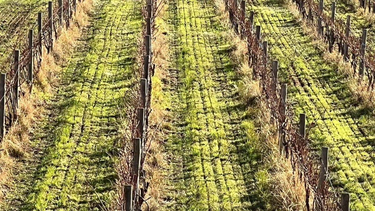 If you read one more article about #Sustainability and #wine Tam recommends this one by @TheWineRules1:  bit.ly/3P2C5x4