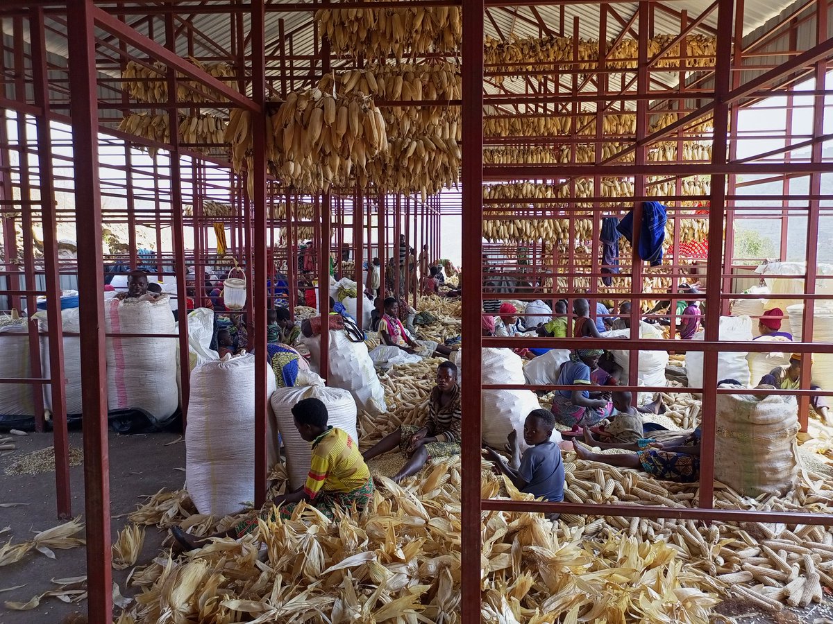 nkunamo's tweet photo. Iyo umuhinzi asaruye akanyamuneza Kaba Ari kose.
Nkunamo Abahinzi b'ibigori Bibumbiye muri Cooperative COAMANYA GISHUBI Bimeze neza.
#GishubiSector
#GisagaraDistrict
#VisitGisagara
#RwandaAgriculture https://t.co/mBzAogLiV5