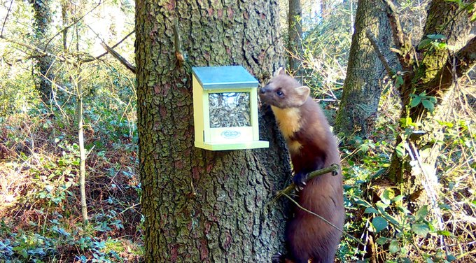Welshsquirrels's tweet photo. How cool and exciting is this discovery! The first pine marten found on Anglesey caught on camera during @BangorSNS red squirrel research working with the amazing @simon_valle and @GW_Shannon  
https://t.co/fg5qmYeEYj https://t.co/FpVVGegIqA