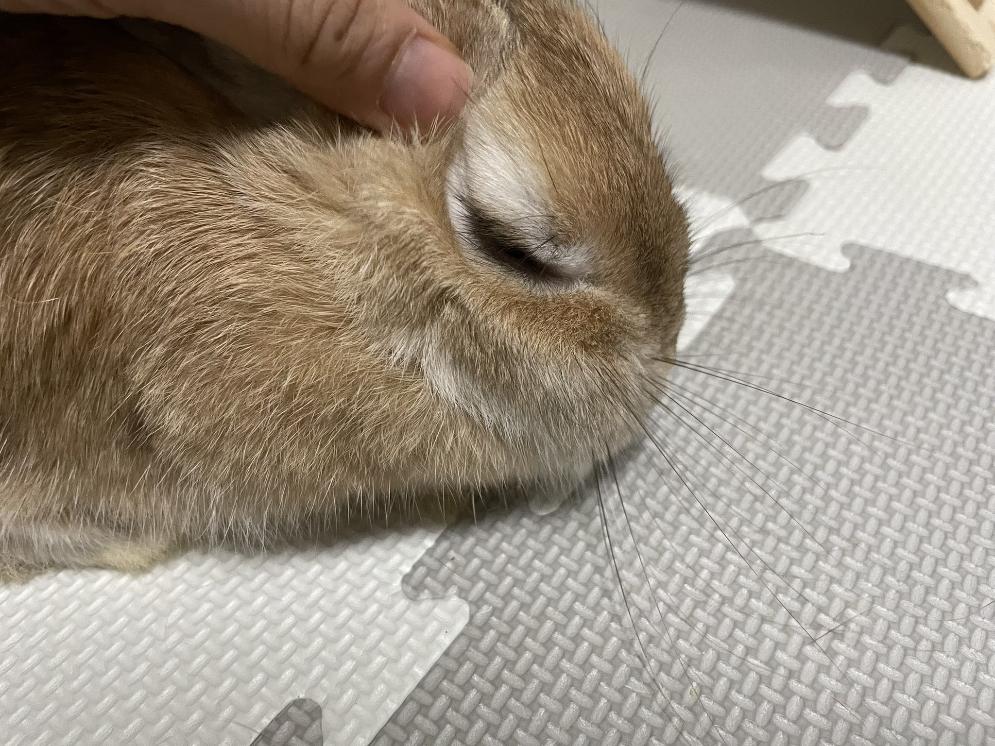 うさかい Twitter Search Twitter