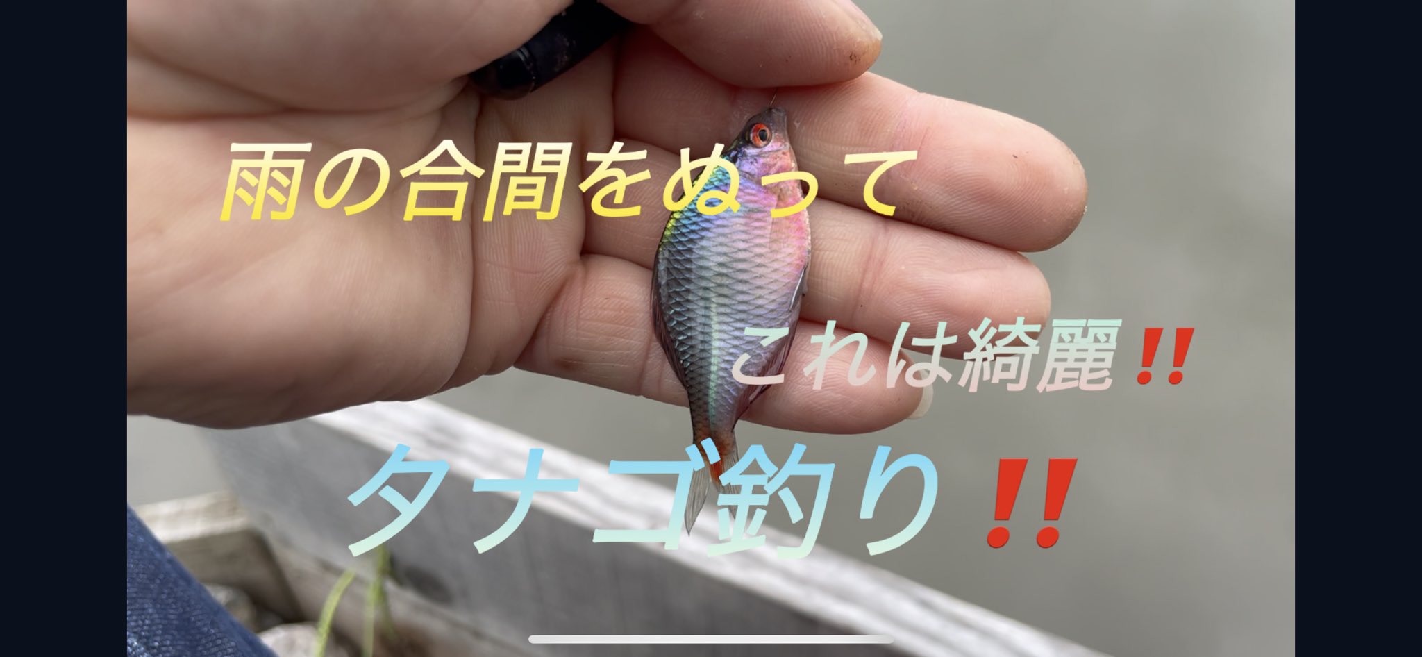 つりきち屋 雨降りの合間をぬってタナゴ釣り T Co Awwt1d2prv T Co Oww7xdnhhd Twitter