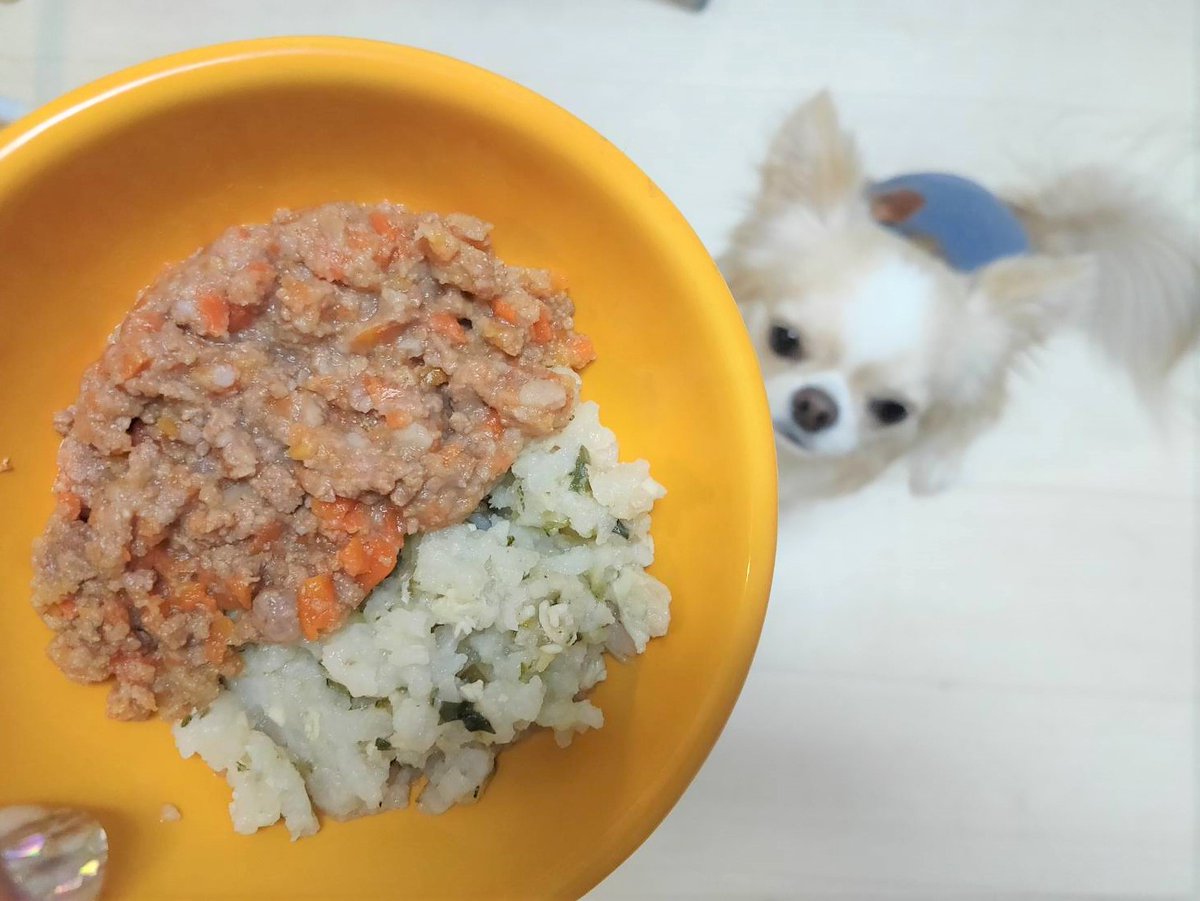 Teoteo Inukatsunikki Twitter