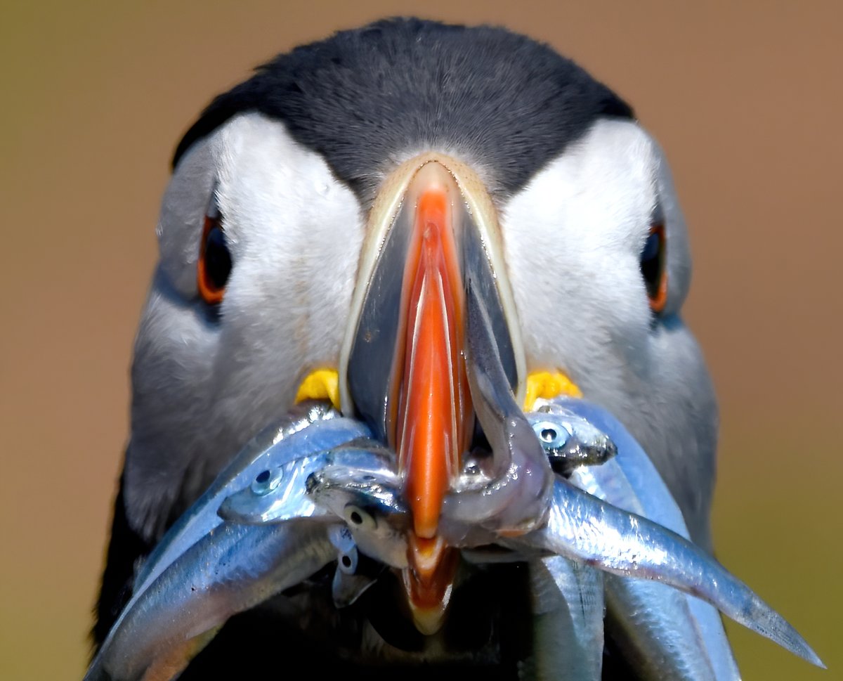 CarlBovisNature's tweet photo. Fishing for compliments.... https://t.co/kzctPvYO5j
