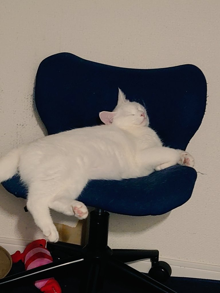 syucha_cat's tweet photo. zzz
#cat #CatsOfTwitter #猫好き https://t.co/YoCTbuBDDs