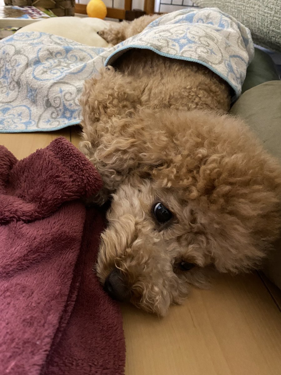 xvM5NHmSwp9VcE2's tweet photo. 最近食欲が無く、元気が無かったので病院に行ってきたところ、免疫介在性溶血性貧血の可能性が高いと診断されました😣入院して薬を含んだ点滴をしましたが改善があまり見られず、明日からステロイドを服用することに。。。いきなりこのような状況になるなんて😔

#トイプードル
#免疫介在性溶血性貧血 https://t.co/WGOrX1Pxdb