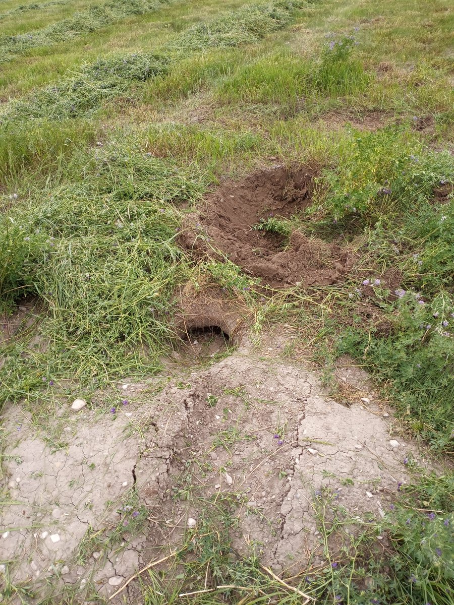 dlhevans's tweet photo. My office for a few days. All fun and games until you drop a wheel in a goddamn badger hole. #judithbasin #swatherbitch https://t.co/Huu39cYdWd