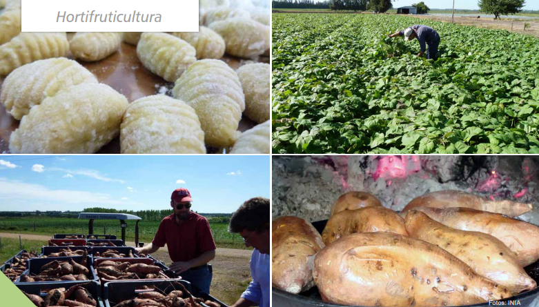 INIA_UY's tweet photo. NOVEDADES REVISTA INIA
✅La evolución varietal en boniato y su incidencia sobre la producción y consumo en Uruguay.
▶️https://t.co/gKTXd6O5zR https://t.co/OdRdDF48kS