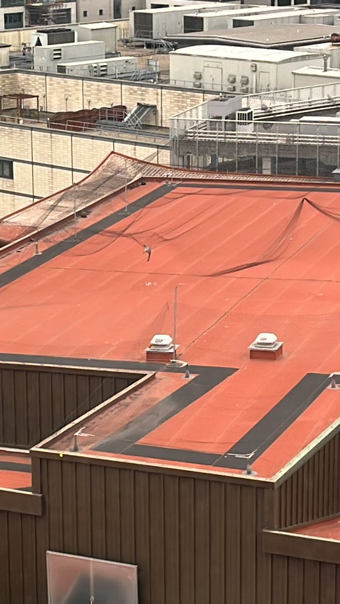 trebilcock09's tweet photo. Save Jerry the seagull - Cardiff cineworld! Been stuck in your net for 4 days in this heat! #SaveJerrytheSeagull https://t.co/GxLOPzK2YS