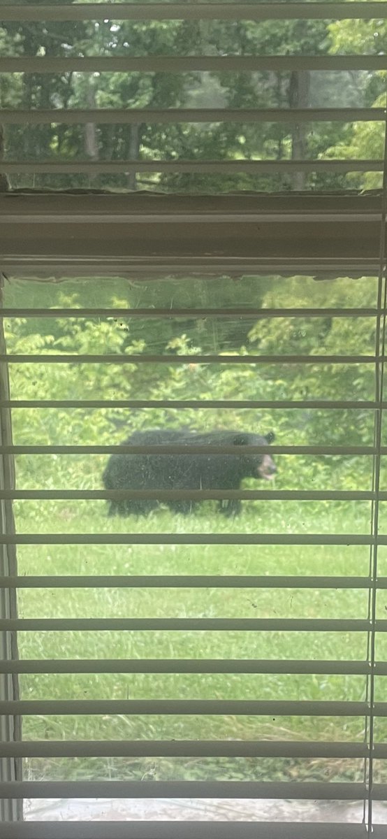 sheritage_'s tweet photo. I smell bacon!!#blackbear#morningstroll https://t.co/rmBRf73Tn8