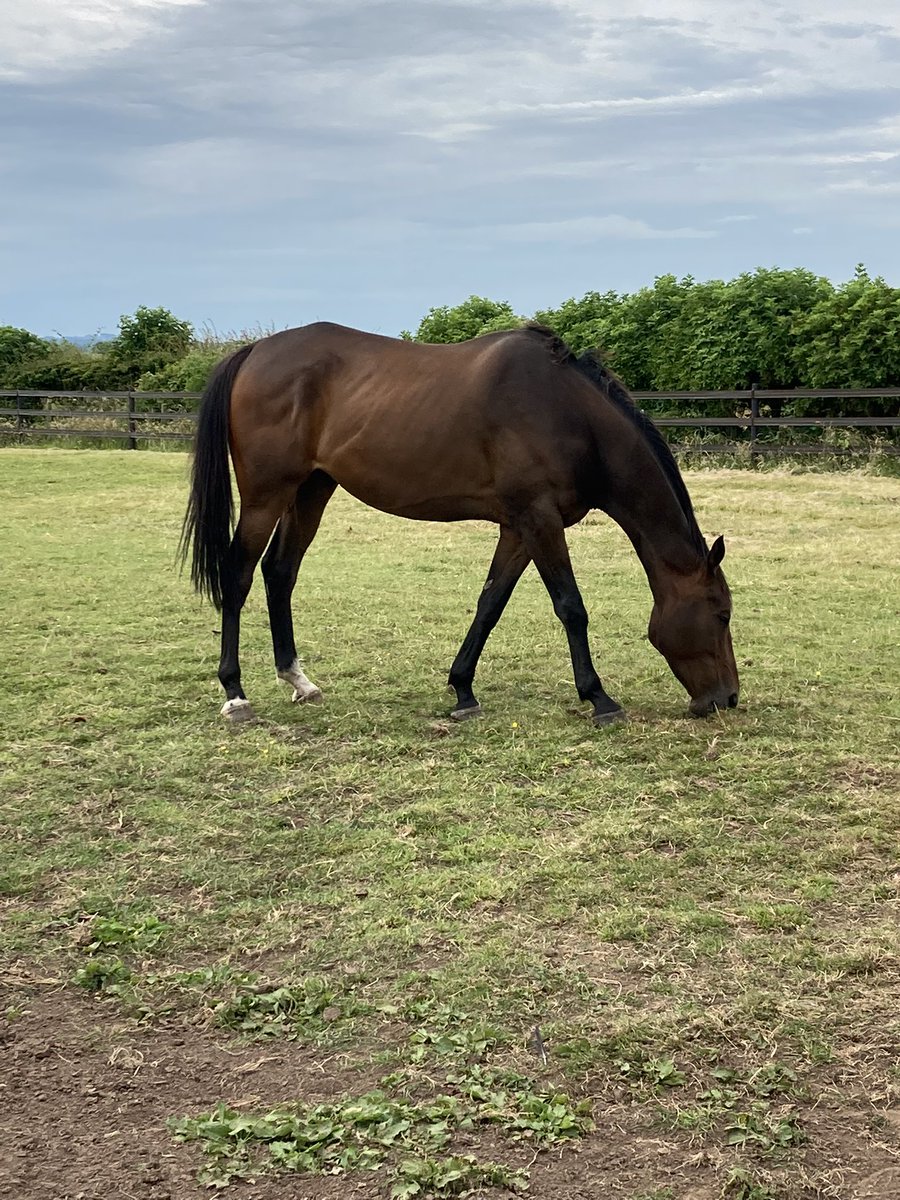 NicolRacing's tweet photo. Big Ed is back and looking great after his summer holidays! #BackInTraining https://t.co/v88D4pCEgV