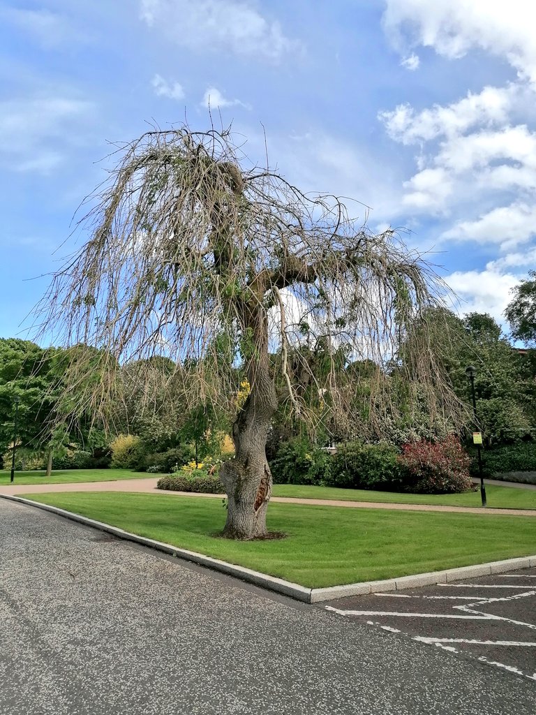 imohsotired's tweet photo. Beautiful weeping Ash at work. Soon to come down as it is severely infected by Ash Dieback 😭😭#thicktrunktuesday #appreciationpost #weepingash https://t.co/6tKmZRw4LZ