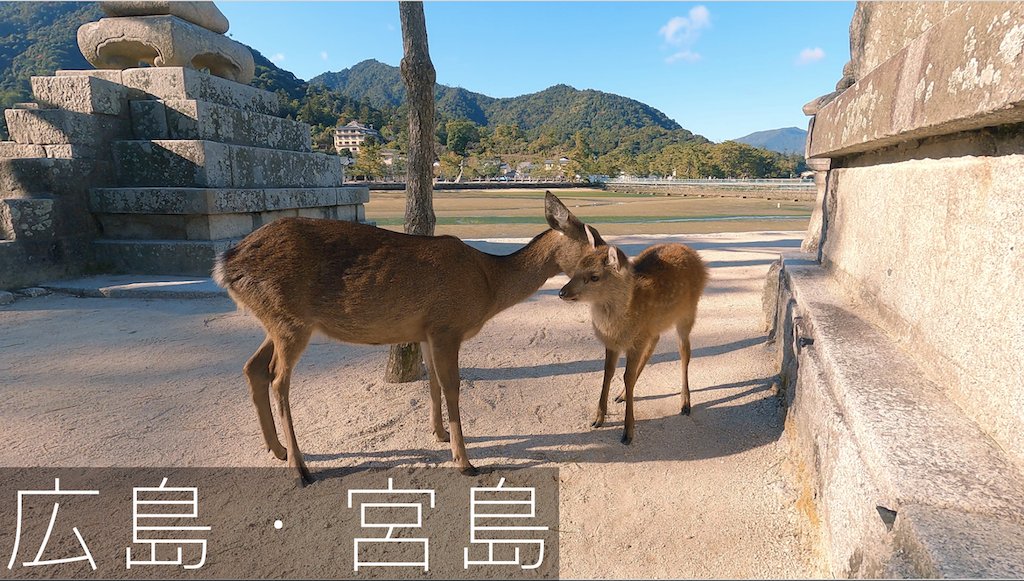 naniyalog's tweet photo. 今回は広島県の厳島神社でお馴染みの宮島へフェリーを使って、島へ降りてしばらく散策するまでの様子をお届けします。続きはコチラ↓
【広島】宮島散歩1/Hiroshima Miyajima
https://t.co/gkSw8b4Vkp https://t.co/5rx57Z7mdg