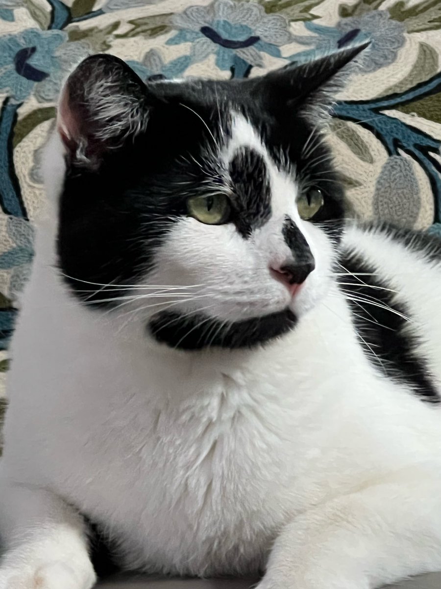 ScrumpoTM's tweet photo. Handsome?  #CatsOfTwitter https://t.co/5SdN5nohAT