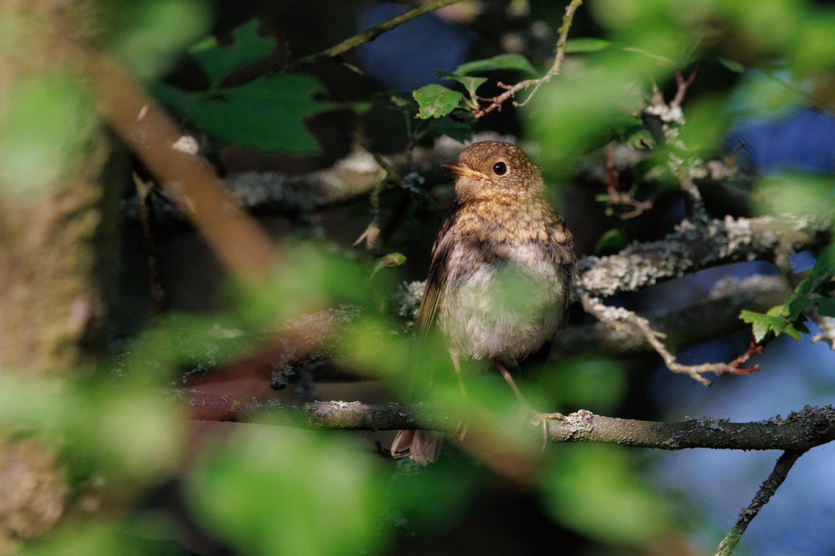 bluemonty221's tweet photo. #European_Robin #birds #birding #birdwatching #birdphotography #birders_gallery #nature #γ¨γΌγγγγ³γγγͺ https://t.co/BXiWbsTLjd