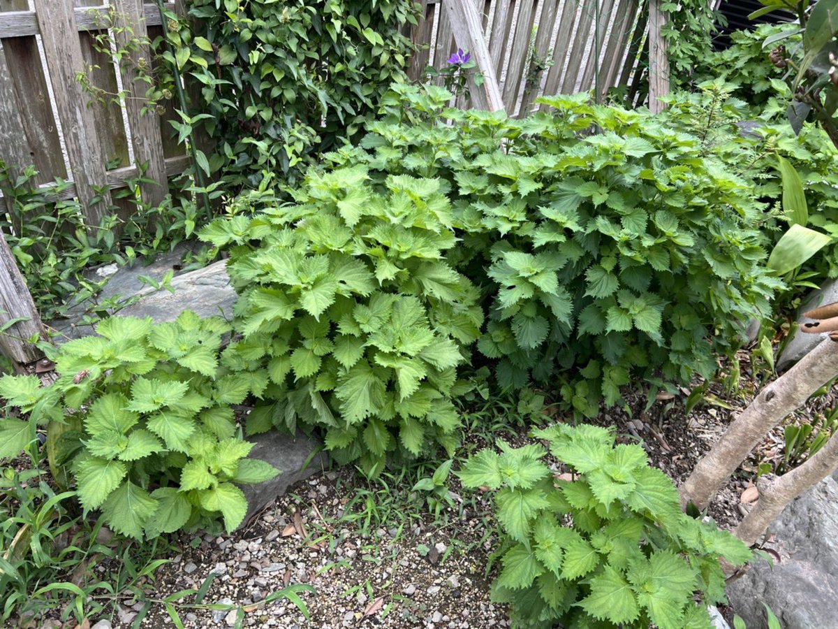 RyokanTaoka's tweet photo. Japanese basil or Shiso at our garden. This year, they glow a lot and are healthy!
#japanesegarden #ryokan #japanesebasil #shiso #japaneseherb #japanesefood #oishi #traveltojapan #japan https://t.co/c1pVa5nW9P