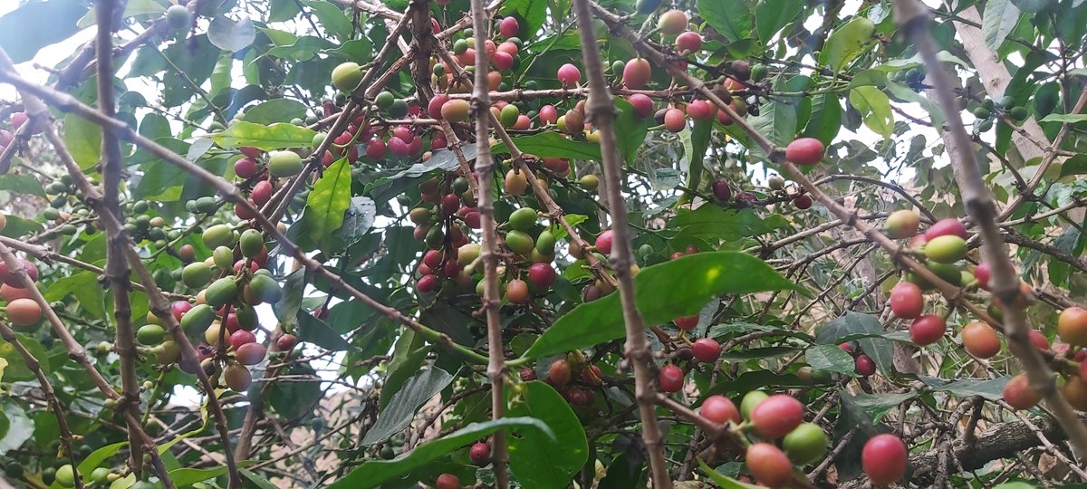 AdhenoO's tweet photo. #ADHENO
Farmers could see the #longtermimpacts on #cashcrops through supports from #ADHENO for more 10 years.
#Coffee https://t.co/oHCp6uehQc