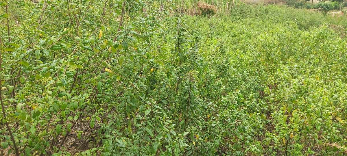 AdhenoO's tweet photo. #ADHENO
Farmers could see the #longtermimpacts on #cashcrops through supports from #ADHENO for more 10 years.
#Coffee https://t.co/oHCp6uehQc