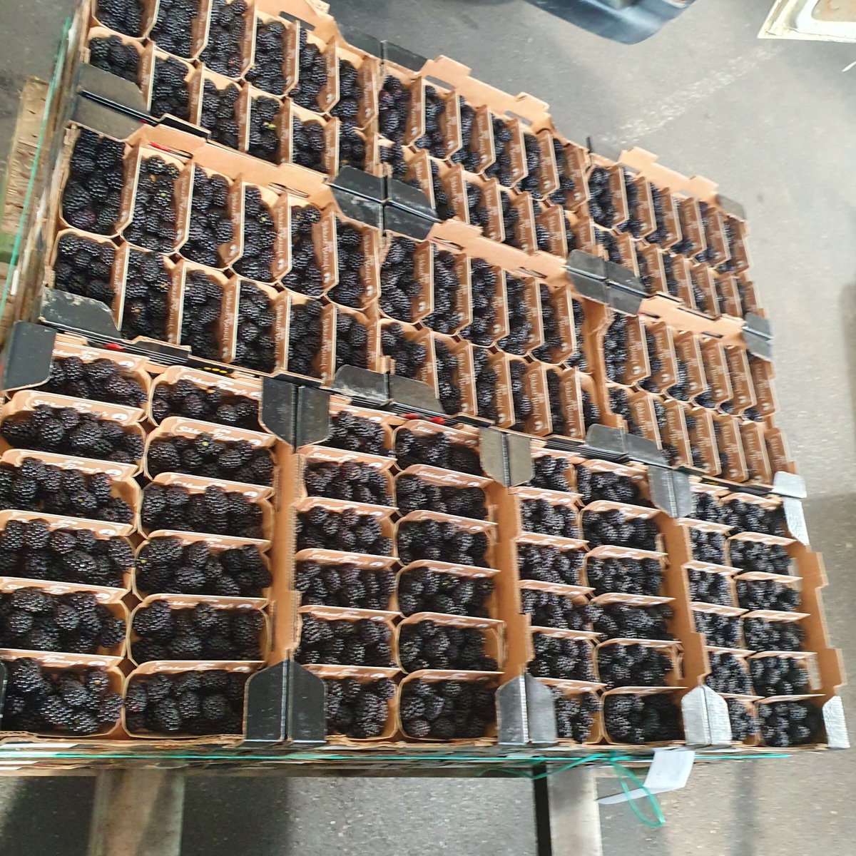 desikkert's tweet photo. Prachtige bramen in een mooie 12x125 duurzame 100 procent recycling verpakking. En planetproof geteeld.
Deze verpakking geeft braam minder kans op schade tijdens transport
#hollandsfruit #trotsopdeteler #desikkert #veilingzaltbommel #zachtfruit https://t.co/dmaMOqwnm8