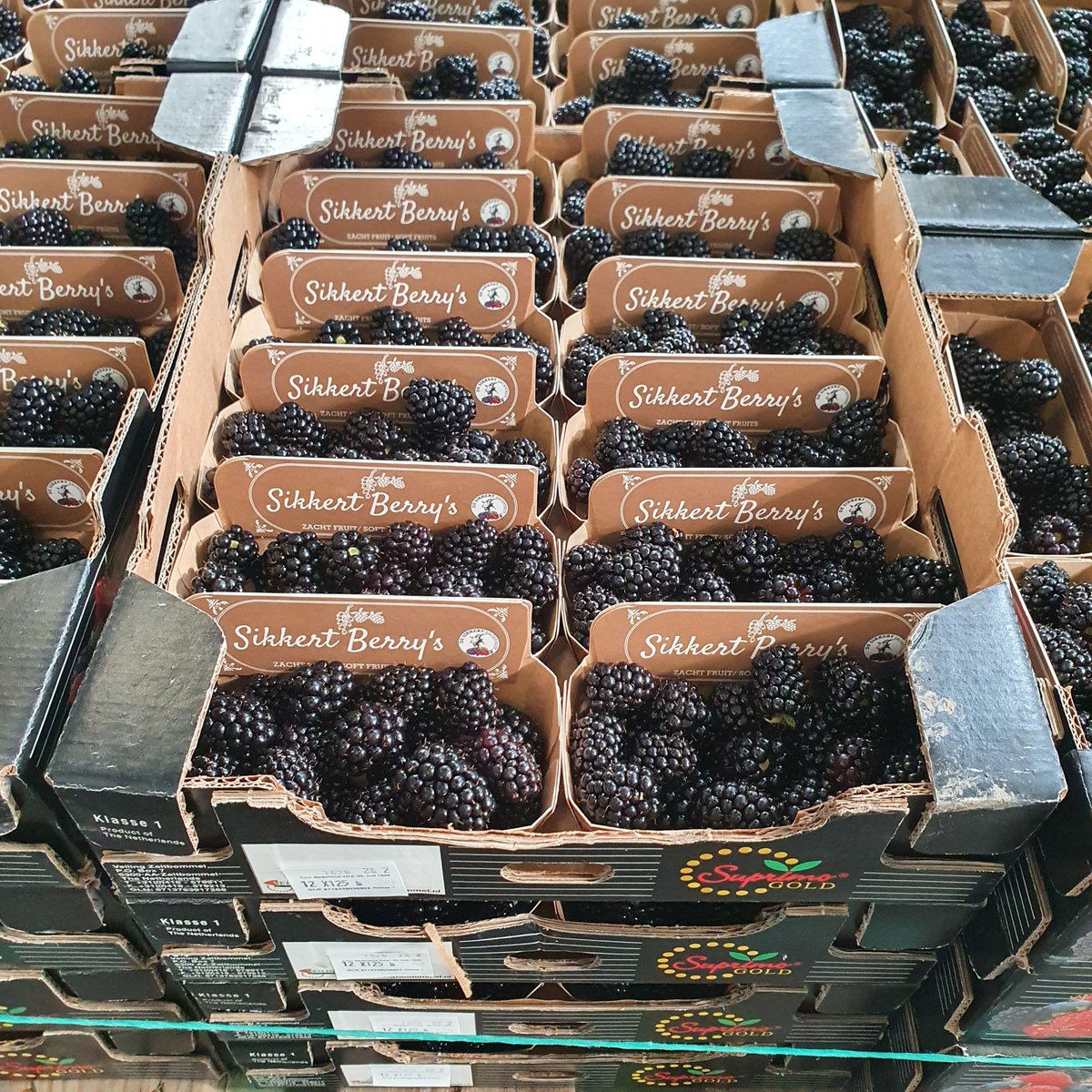 desikkert's tweet photo. Prachtige bramen in een mooie 12x125 duurzame 100 procent recycling verpakking. En planetproof geteeld.
Deze verpakking geeft braam minder kans op schade tijdens transport
#hollandsfruit #trotsopdeteler #desikkert #veilingzaltbommel #zachtfruit https://t.co/dmaMOqwnm8