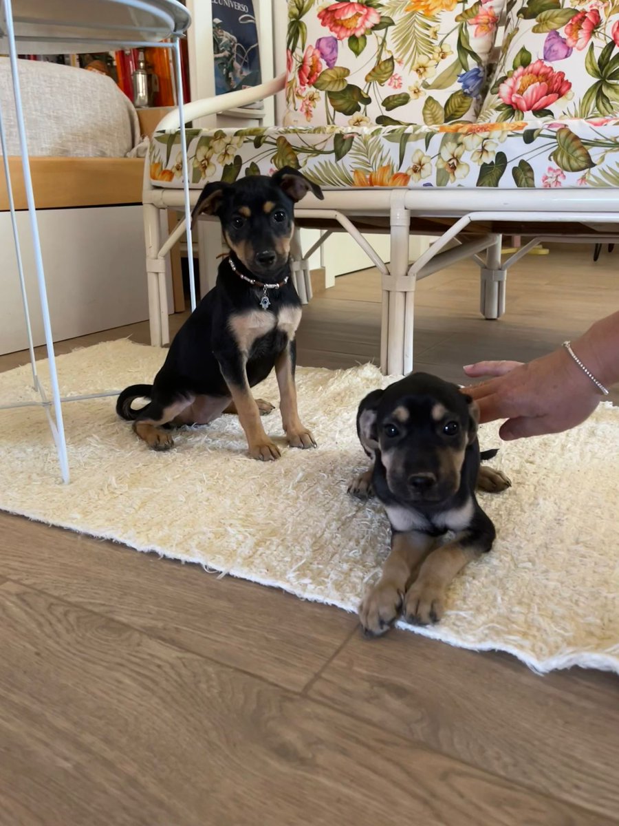 Granaínos, han abandonado a estos dos perros en Alfacar. Compartidlo para darle un hogar🙃