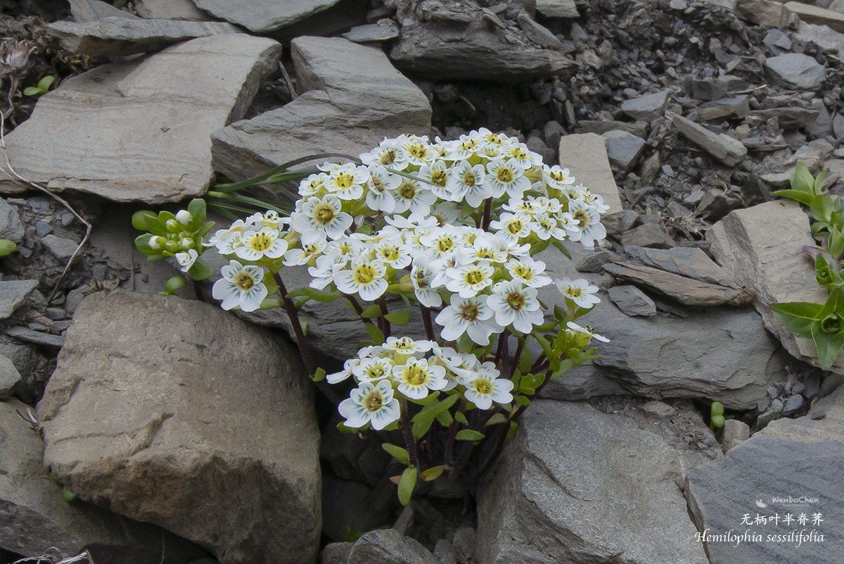 Wenbo77's tweet photo. Chinese alpine plant: #Hemilophia sessilifolia, a small #Brassicaceae perennial endemic to the alpine #screes of SW Sichuan and NW Yunnan, 4,300-4,600m.
#floraofchina #alpineplant #中国高山植物 #流石滩植物 https://t.co/EFaBItCWYM