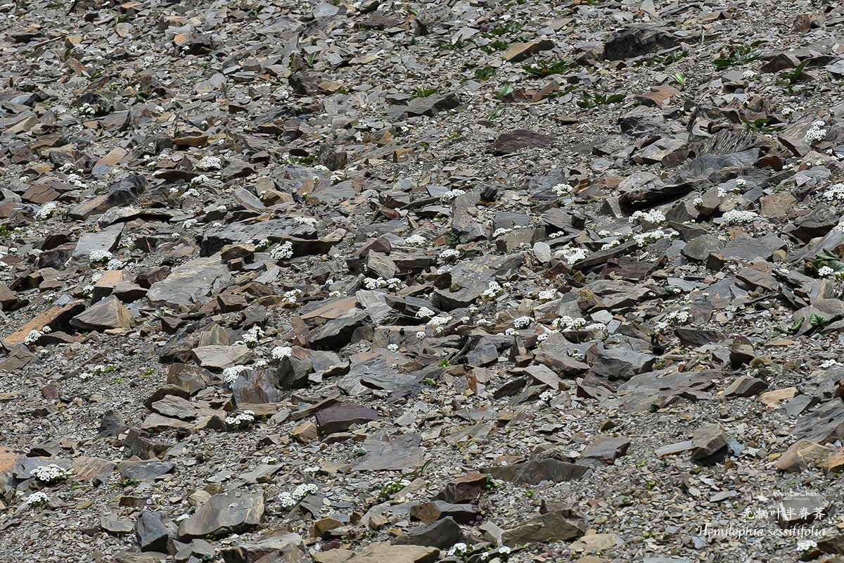 Wenbo77's tweet photo. Chinese alpine plant: #Hemilophia sessilifolia, a small #Brassicaceae perennial endemic to the alpine #screes of SW Sichuan and NW Yunnan, 4,300-4,600m.
#floraofchina #alpineplant #中国高山植物 #流石滩植物 https://t.co/EFaBItCWYM
