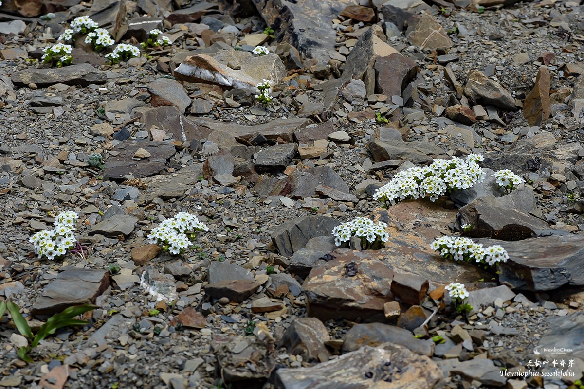 Wenbo77's tweet photo. Chinese alpine plant: #Hemilophia sessilifolia, a small #Brassicaceae perennial endemic to the alpine #screes of SW Sichuan and NW Yunnan, 4,300-4,600m.
#floraofchina #alpineplant #中国高山植物 #流石滩植物 https://t.co/EFaBItCWYM