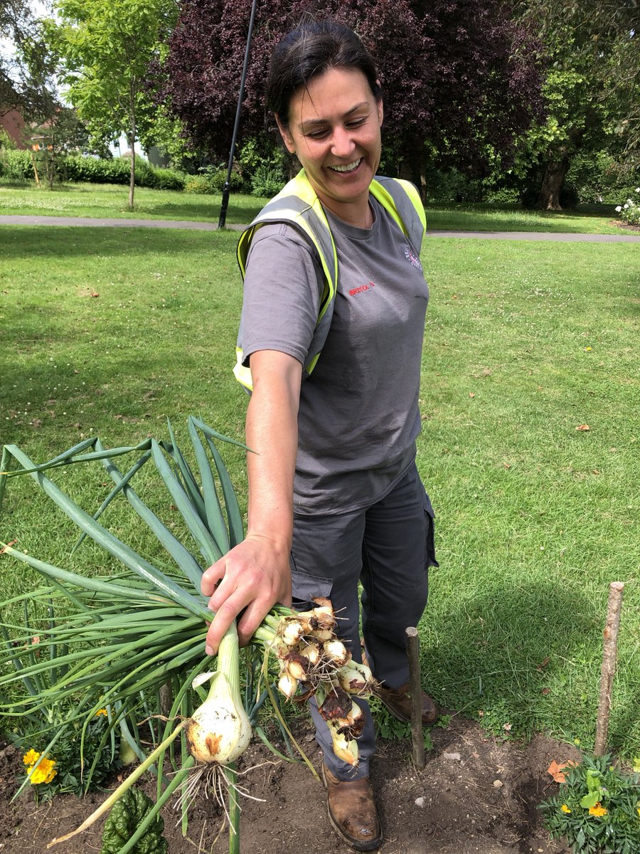 bristolparks's tweet photo. Parks staff are working with @CoBCollege & local #volunteers to grow #peatfree veggies for #foodbanks at Victoria Park. These beauties were donated by @blaise_plants as part of @BristolCouncil's Climate & Ecological Emergency Programme
#BiteBackBetter #BristolClimateAction https://t.co/Up7ug5739J